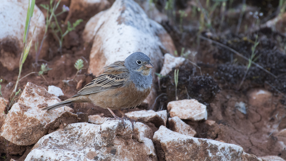 Cretzschmar`s Bunting