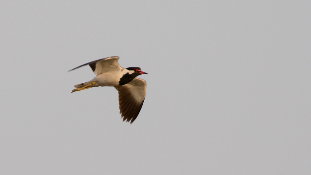 Red-wattled Lapwing