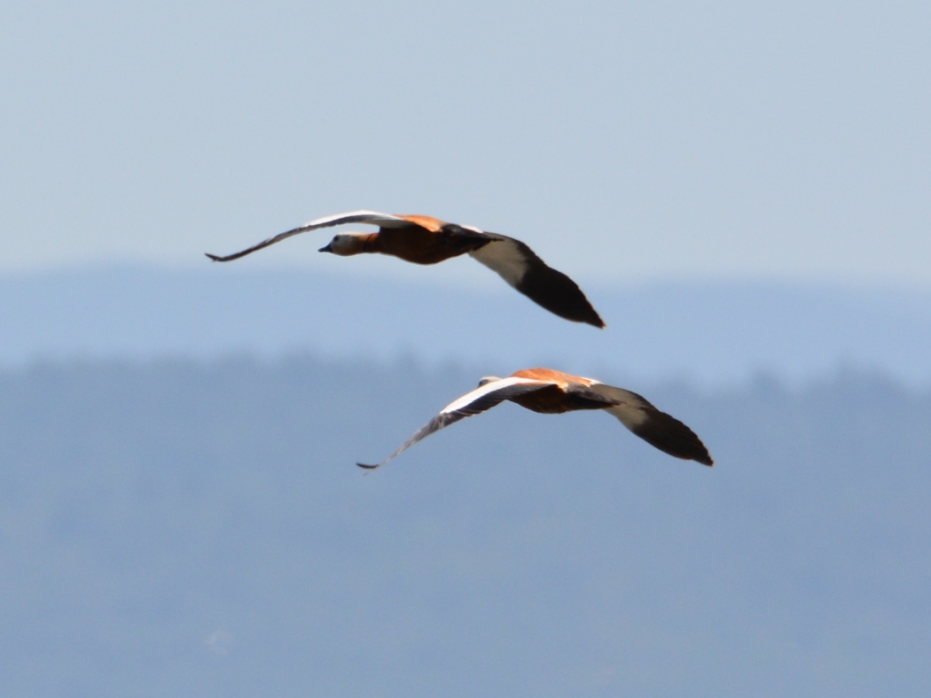 Ruddy Shelduck