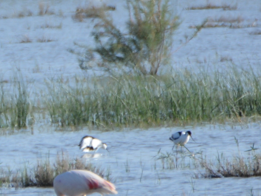 Pied Avocet