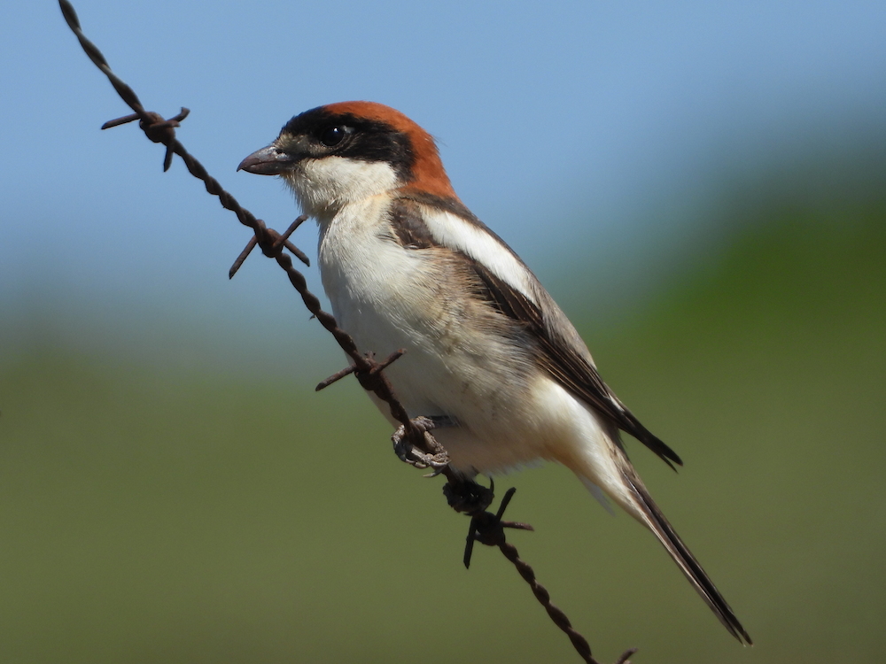Woodchat Shrike