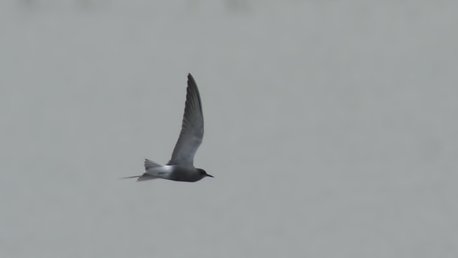White-winged Tern