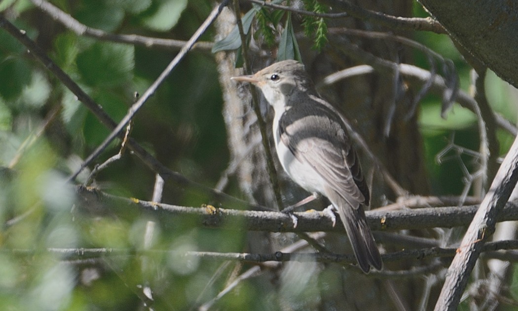 Eastern Olivaceous Warbler
