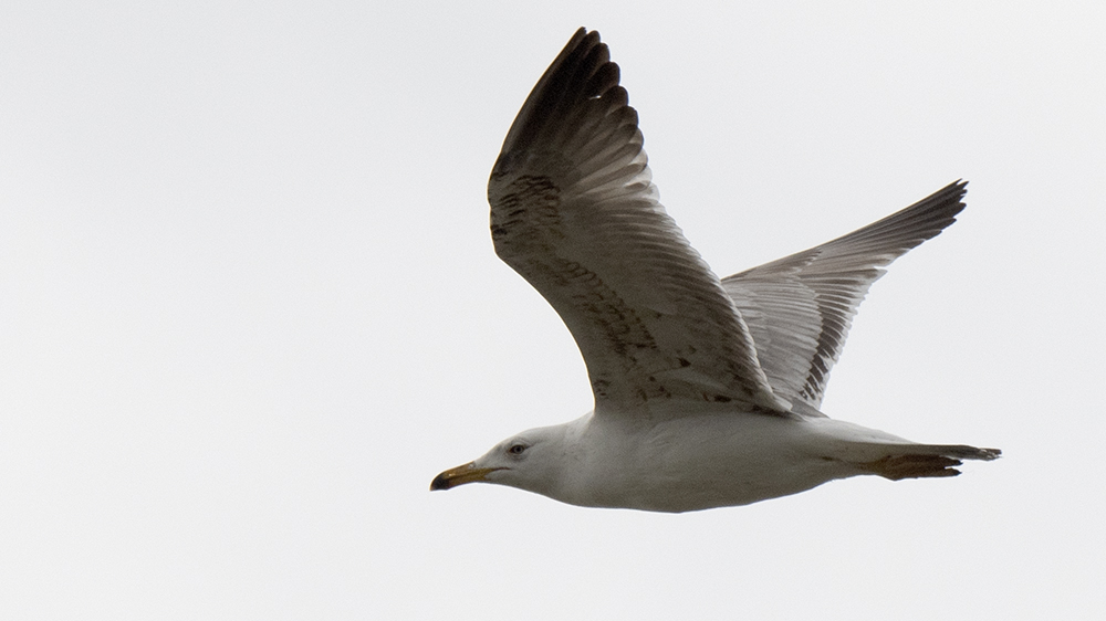 Armenian Gull