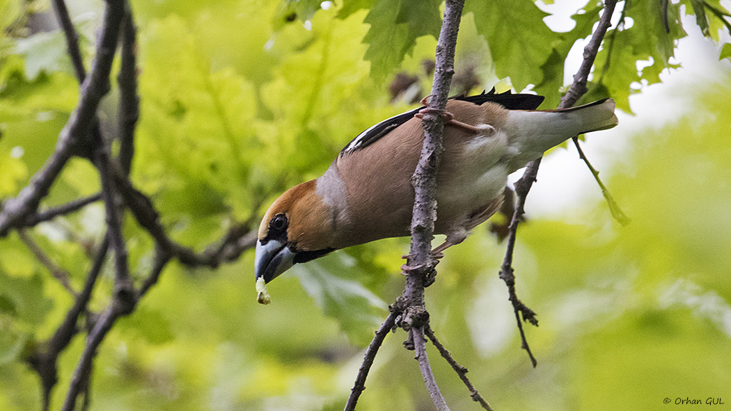 Hawfinch