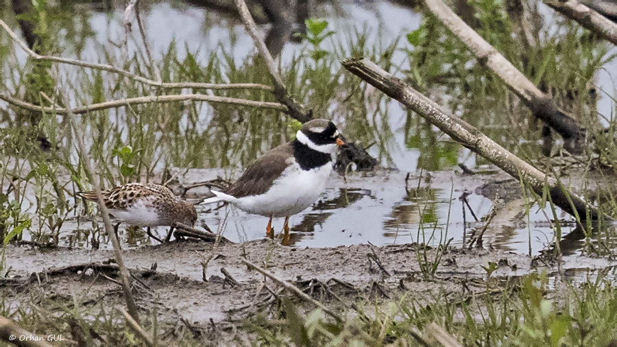Common Ringed Plover