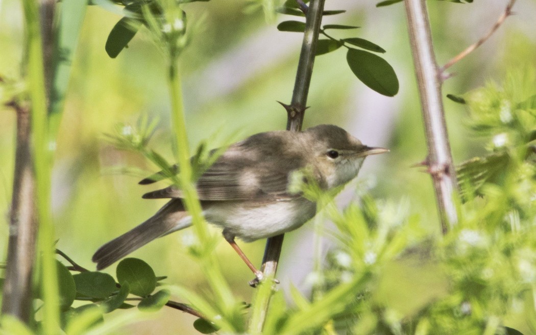 Marsh Warbler