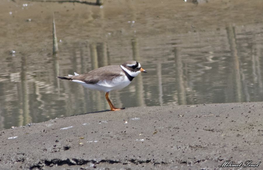 Common Ringed Plover