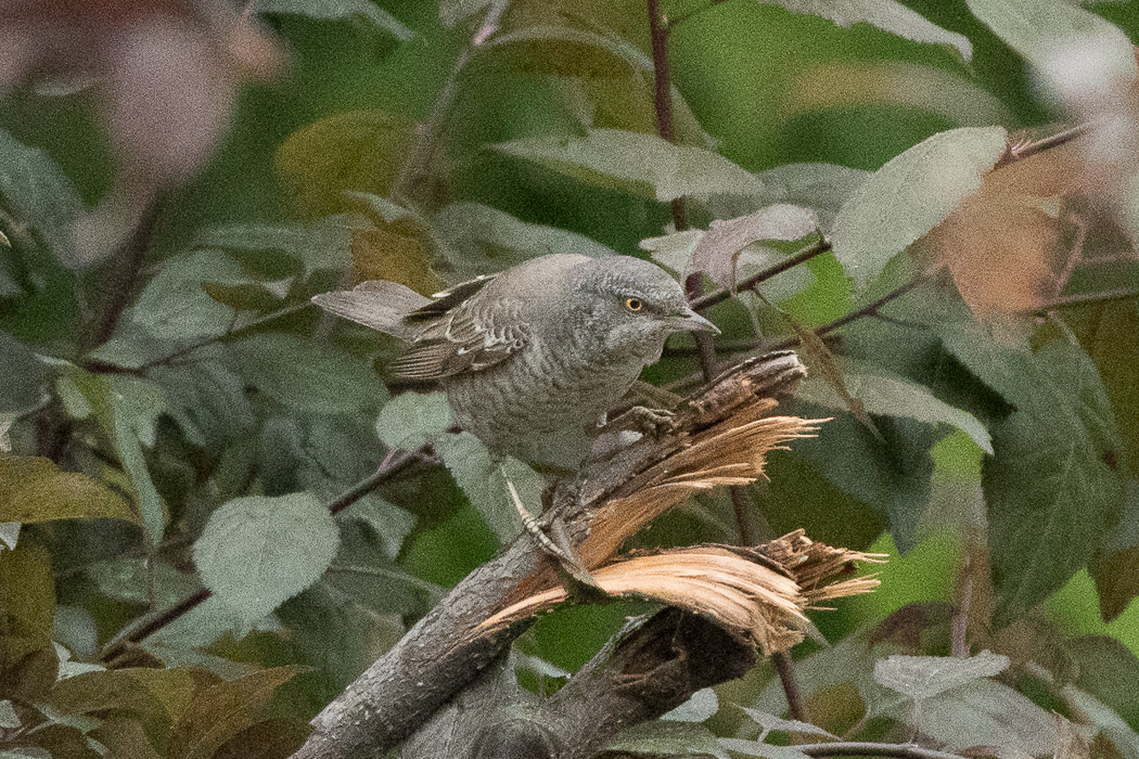 Barred Warbler
