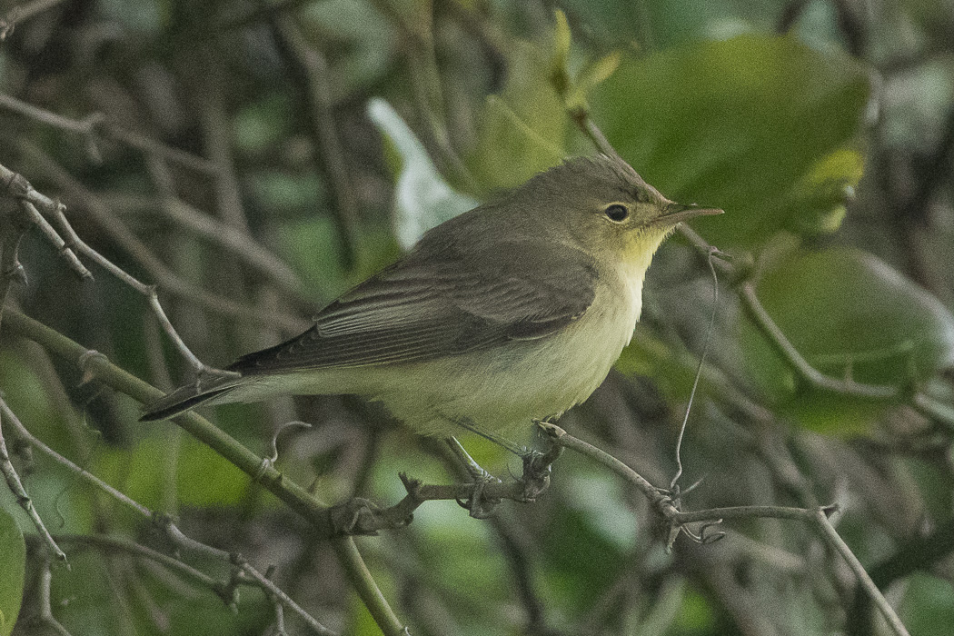 Icterine Warbler