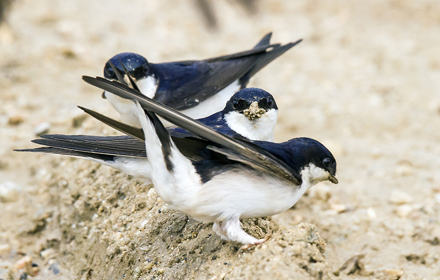 Common House Martin