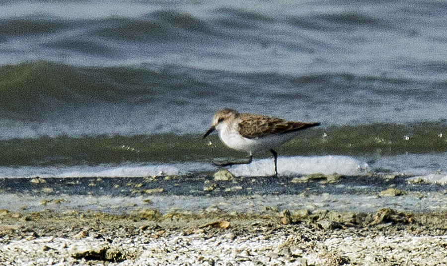Little Stint