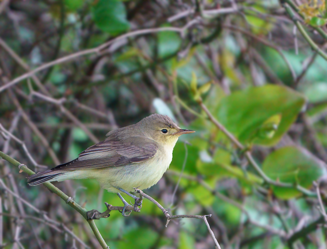 Icterine Warbler