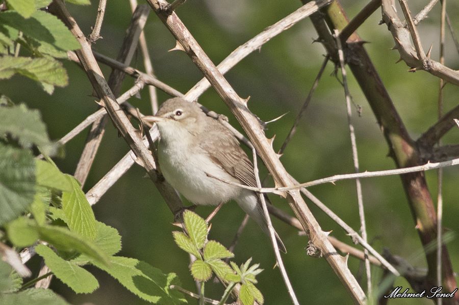 Eastern Olivaceous Warbler