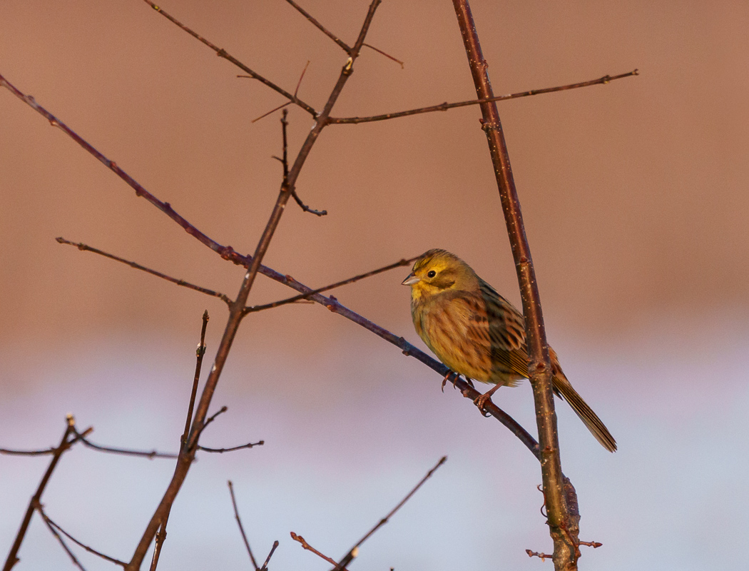 Yellowhammer