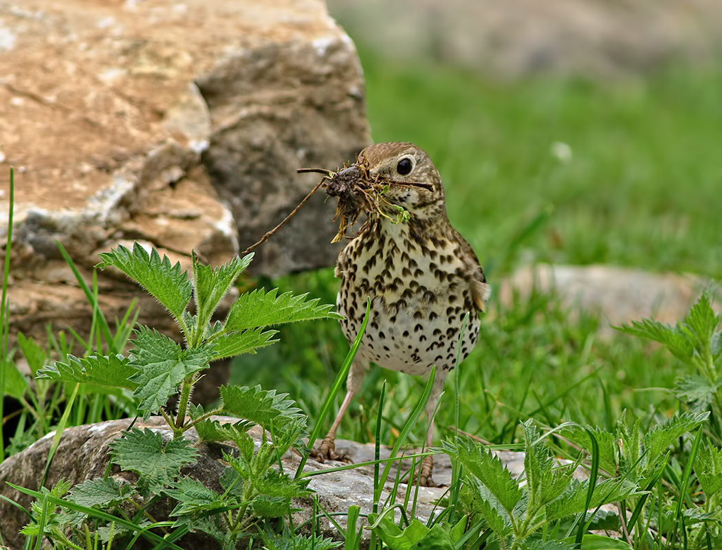 Song Thrush
