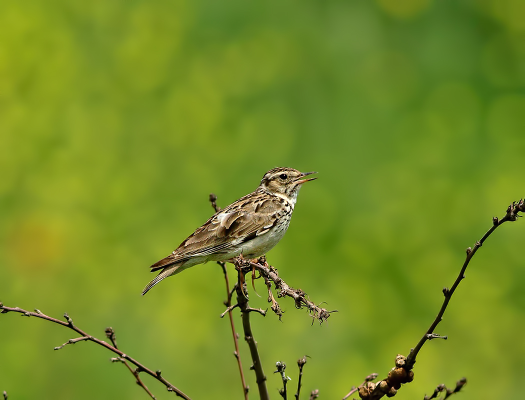 Woodlark