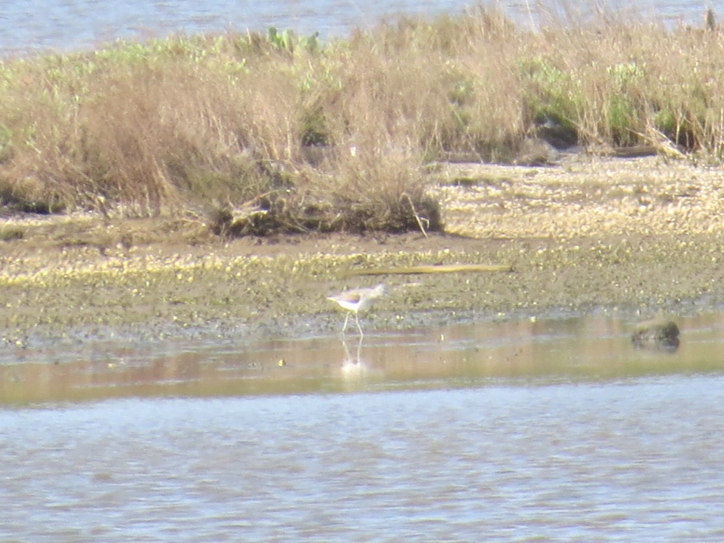 Common Greenshank