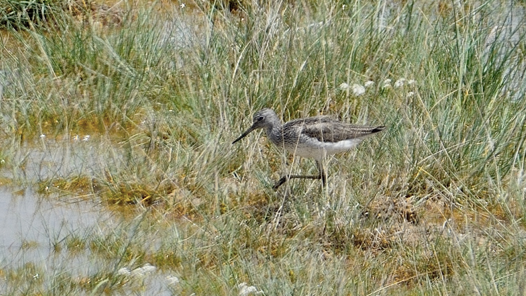 Common Greenshank