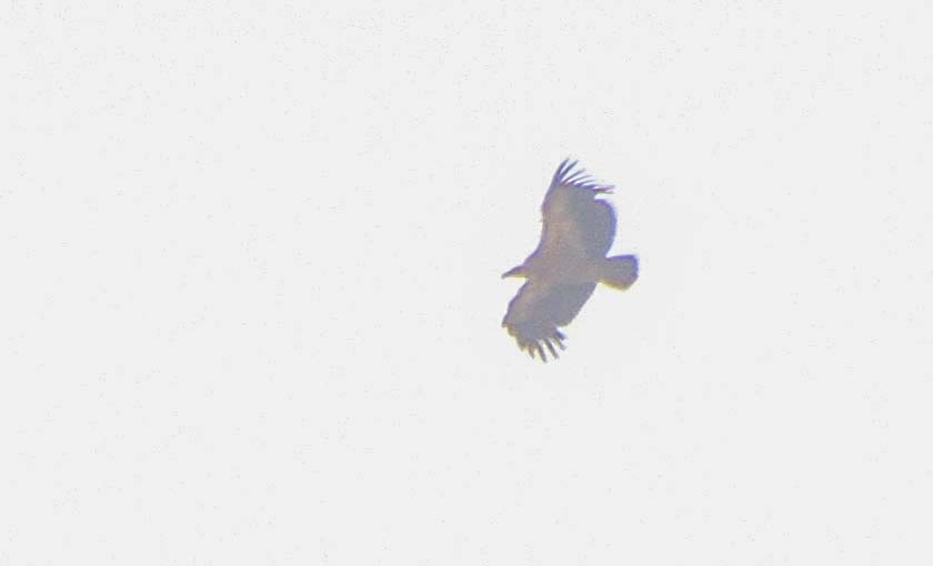 Griffon Vulture