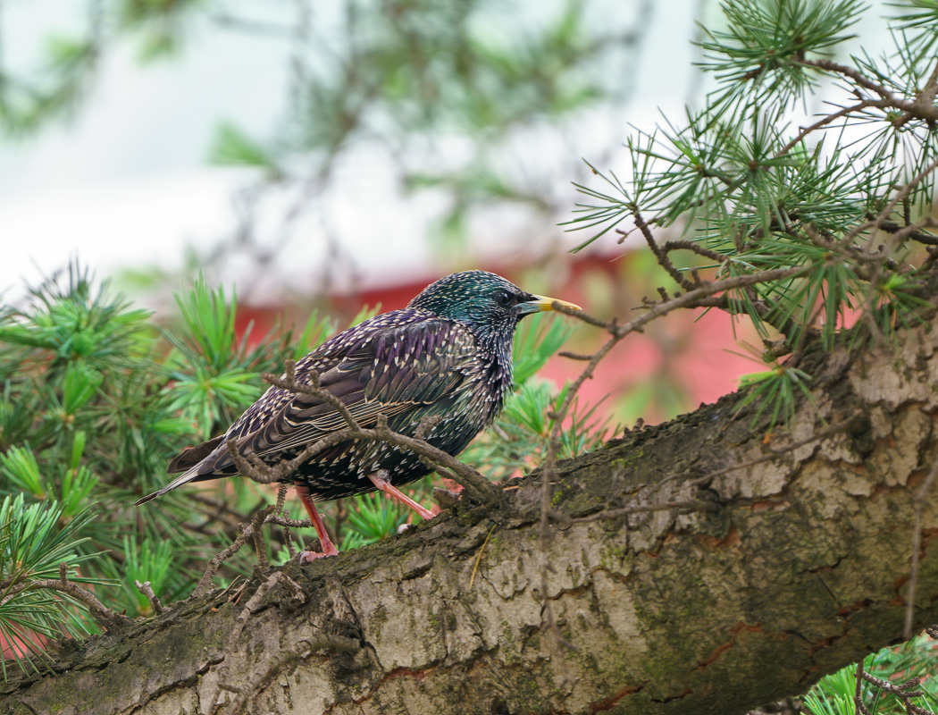 Common Starling