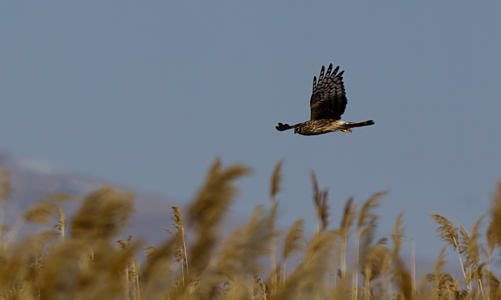 Hen Harrier