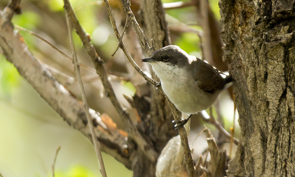Lesser Whitethroat