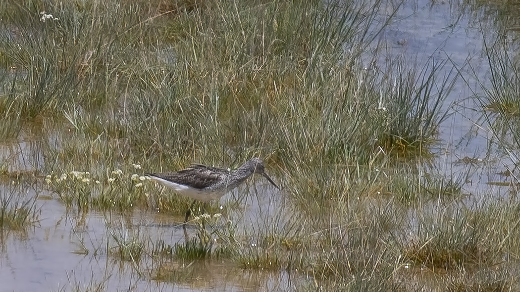 Common Greenshank
