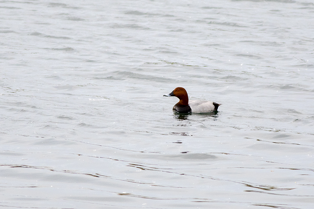 Common Pochard