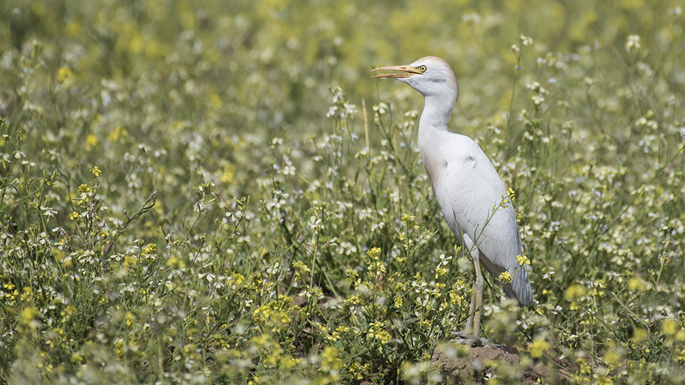 Western Cattle Egret