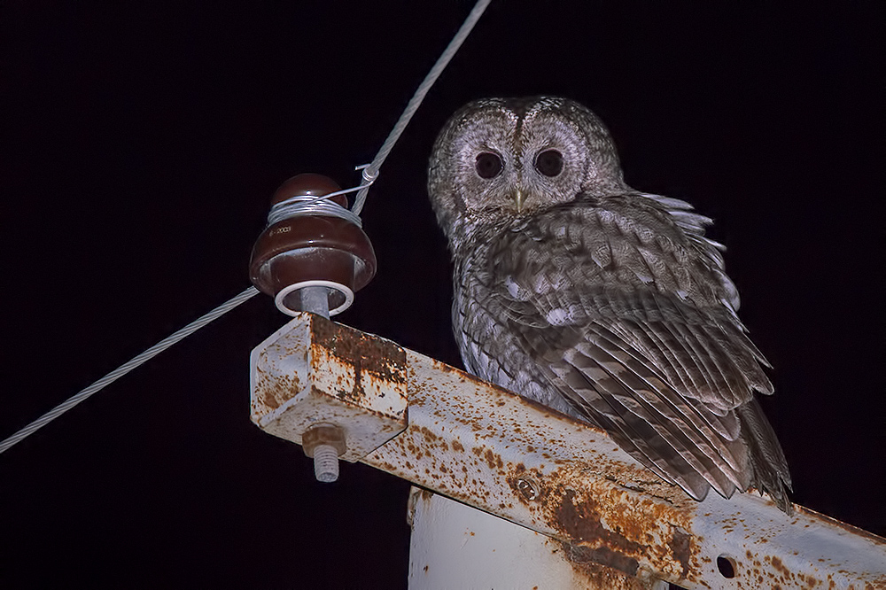 Tawny Owl