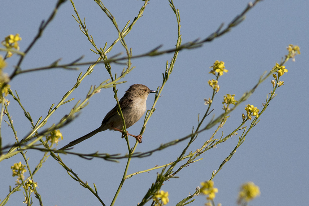 Delicate Prinia