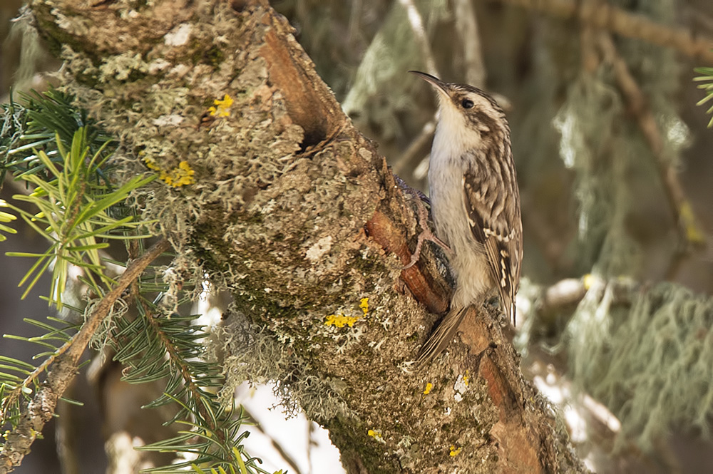 Short-toed Treecreeper