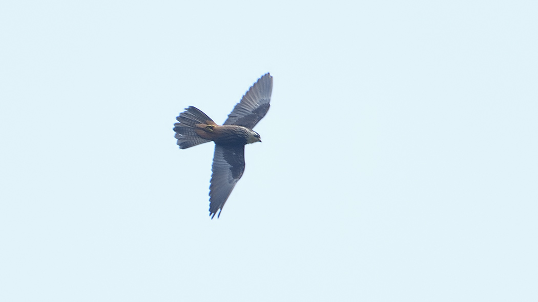 Eleonora`s Falcon