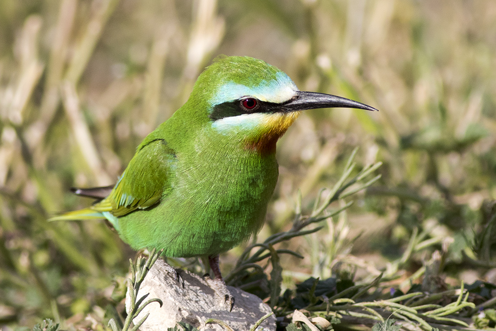 Blue-cheeked Bee-eater