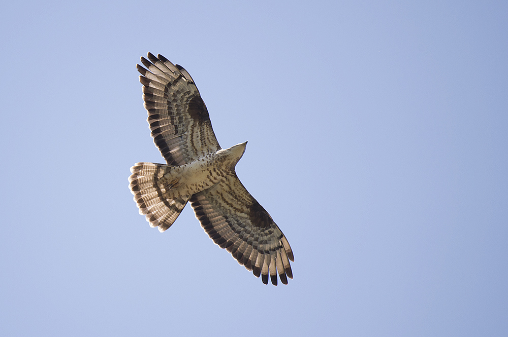 European Honey Buzzard