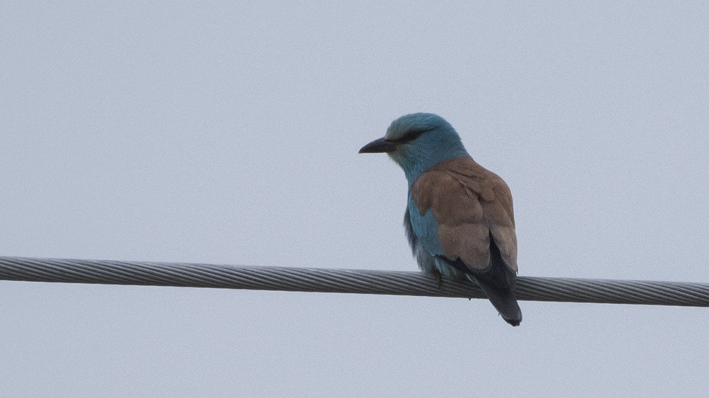 European Roller