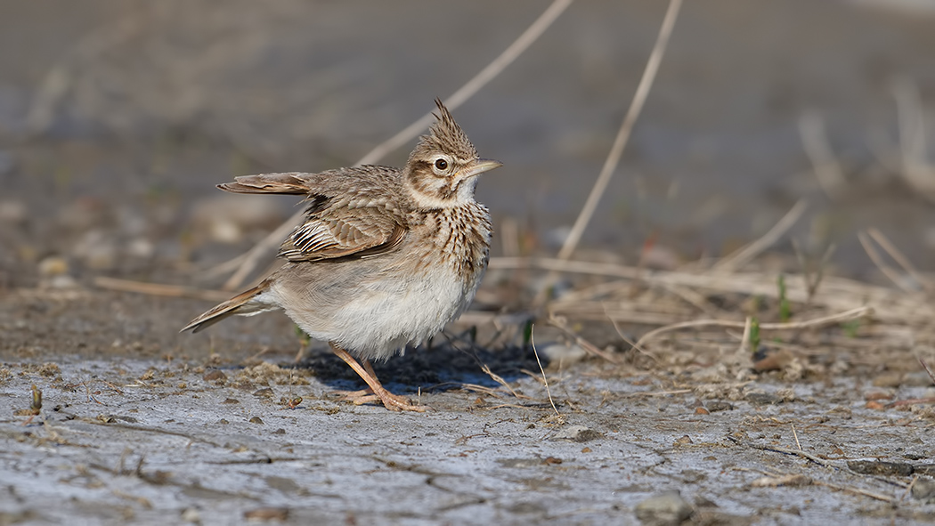 Crested Lark