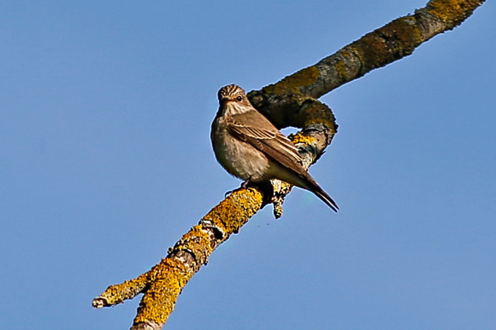 Spotted Flycatcher
