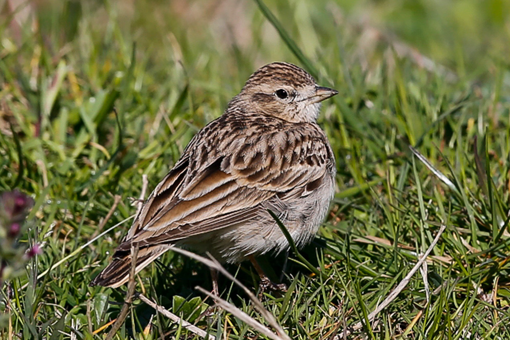 Greater Short-toed Lark