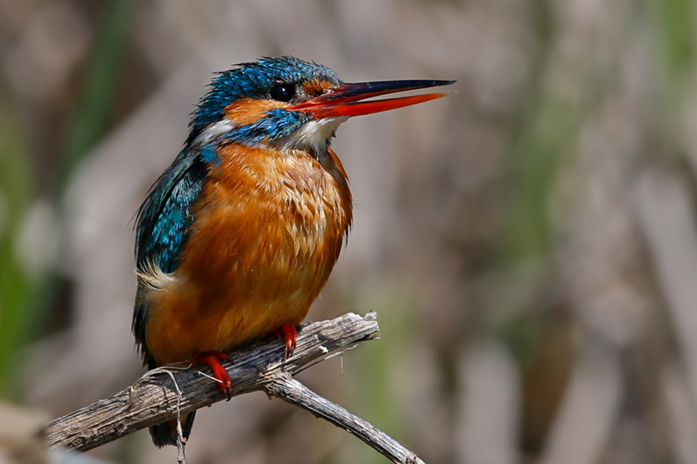 Common Kingfisher