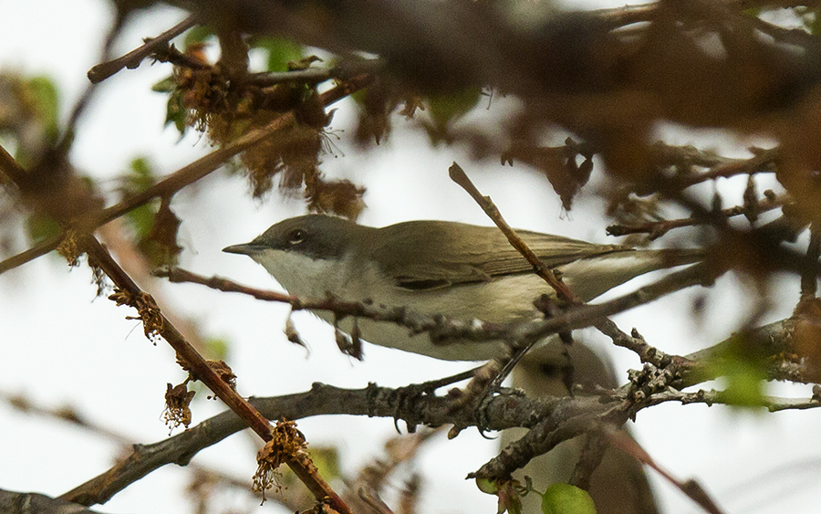 Lesser Whitethroat