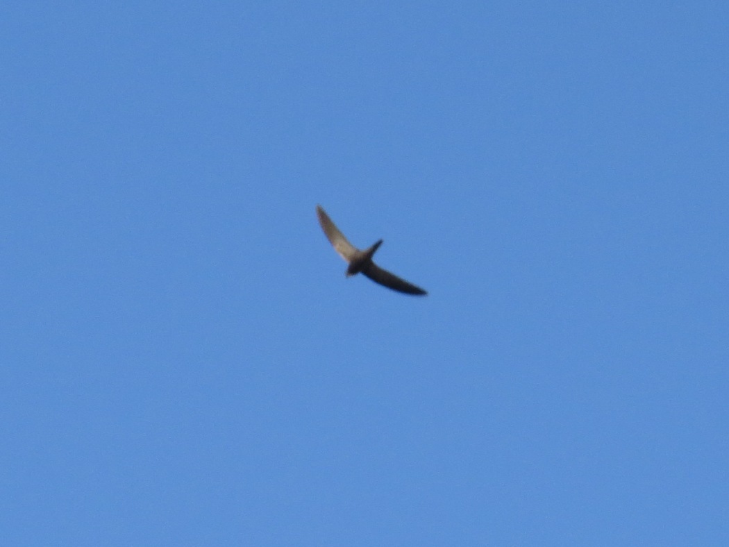 Common Swift