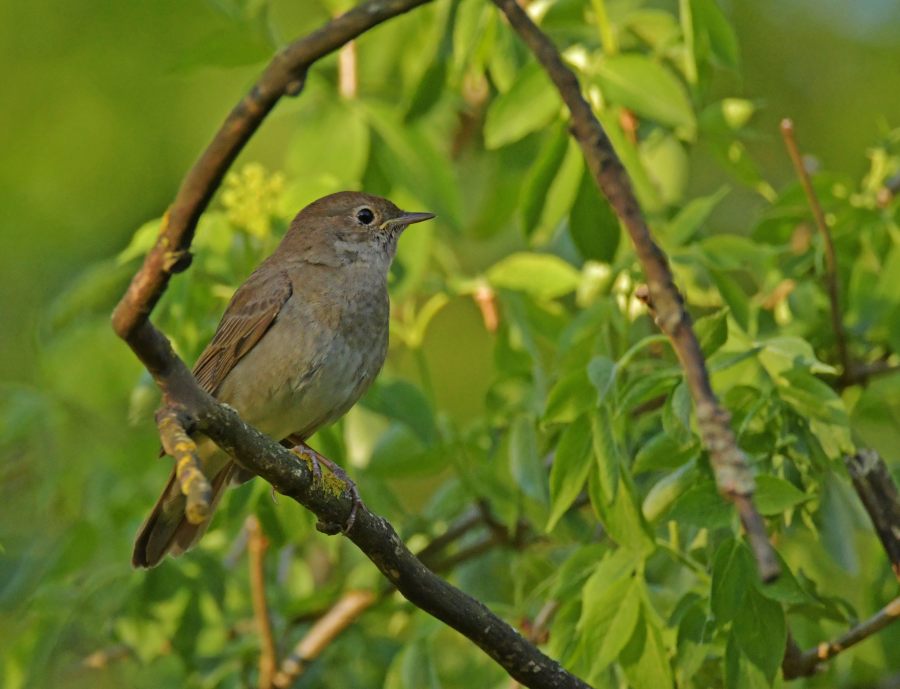 Thrush Nightingale