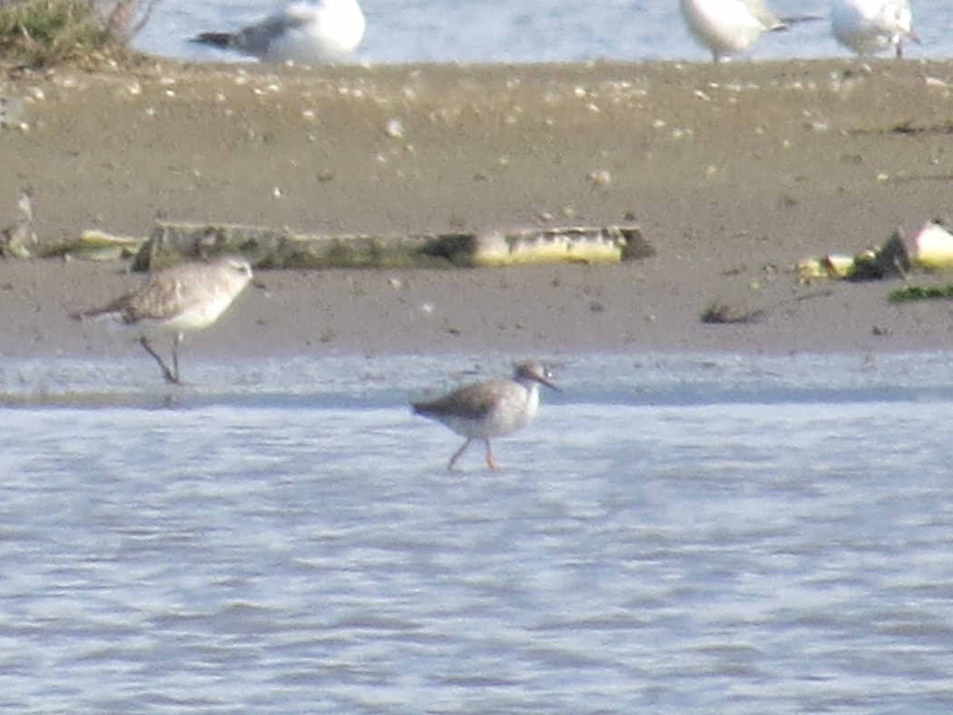 Common Redshank