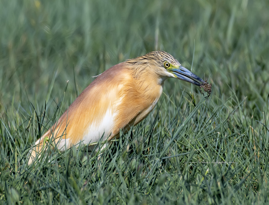 Squacco Heron