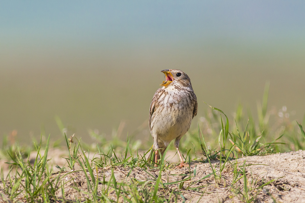 Corn Bunting