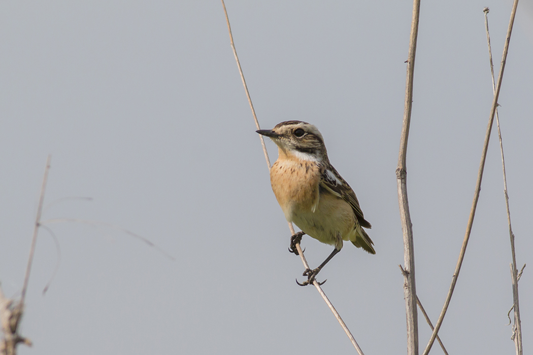 Whinchat