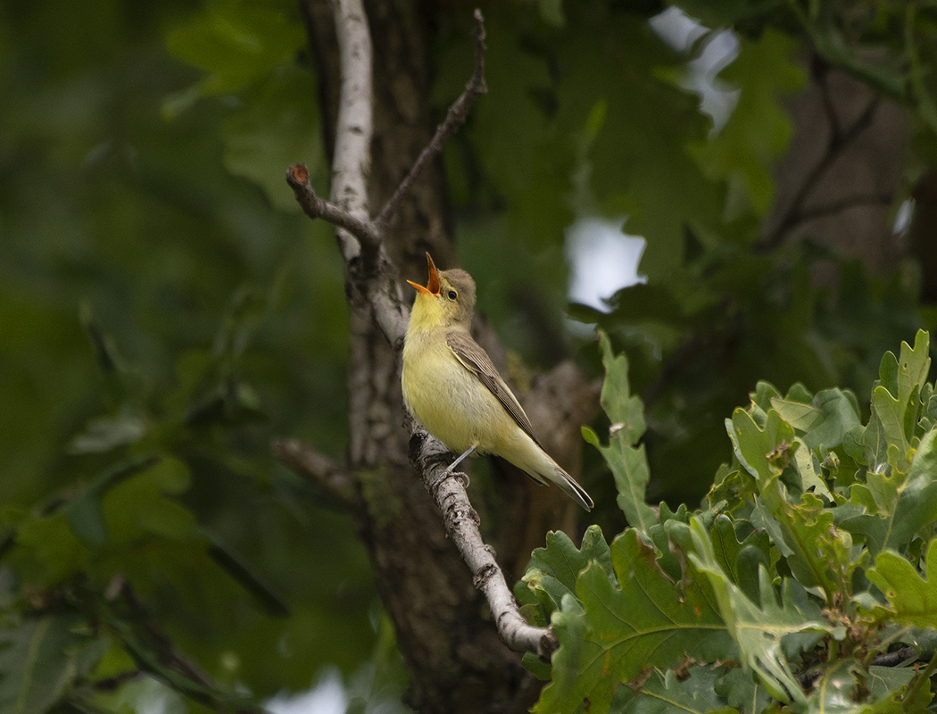Icterine Warbler