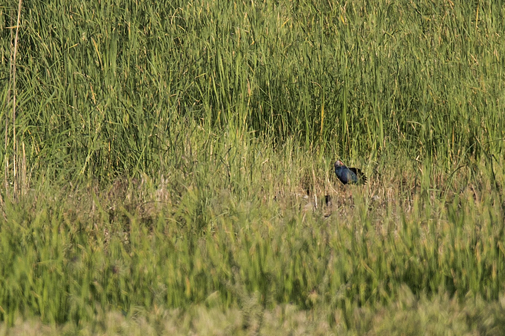 Grey-headed Swamphen